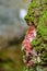 Red and reen moss and vegetation between stones