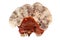 Red reishi mushroom, Lingzhi mushroom, Ganoderma lucidum, lacquered mushroom