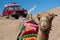 Red retro car and camel in desert