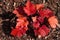 Red rex-cultorum begonia leaves, natural organic plant background texture