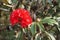 Red Rhododendron Flower blooming in the garden