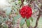 Red Rhododendron flowers are red blooming in the garden.