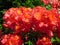 Red rhododendron, vibrant blossom with small yellow areas