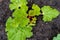 Red rhubarb plant growing in compost soil, inearly spring, showing big leaves containing oxalic acid. Red stalks showing.