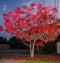 Red Rhus tree in autumn