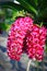 Red Rhynchostylis Orchid