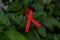 Red ribbon on the green leaf