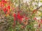 Red ribbon with writing Wish hang the Tree in Red ribbon Forest on tianmen mountain at zhangjiajie city china