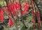 Red ribbon with written wishes hangging on the trees at Tianmen Mountain, The Heaven`s Gate at Zhangjiagie, Hunan Province, China