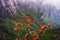 Red ribbons along tianmen mountain