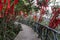 Red ribbons along tianmen mountain