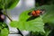 Red rim butterfly on hibiscus plant