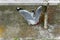 Red rimmed seagulls fighting for food scraps