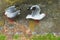 Red rimmed seagulls foraging for food scraps