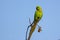 A red-ringed neck green Indian parakeet on the top of a branch