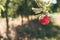 Red ripe apple on a branch in the wind - fruitful year