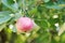 Red ripe apple on green twig close up