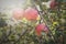 Red ripe apples branch closeup on a tree in garden