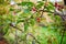 Red ripe apples on a branch of crabapple tree