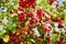 Red ripe apples on a branch of crabapple tree