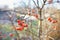 Red ripe apples on a branch of crabapple tree