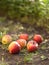 Red ripe apples lying on the ground.