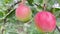 Red ripe apples on a tree branch. Autumn fruit harvest in the garden. Juicy apples.