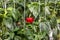 Red ripe bell peppers from bush with green leaves on vegetable, Big ripe sweet bell peppers, red paprika plants growing in glass