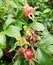 Red ripe berries of dogrose among leaves