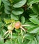 Red ripe berries of dogrose among leaves