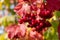 Red ripe berries of viburnum on a bush in the garden. Branch of red Viburnum as seasonal berry. Viburnum