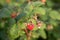 Red ripe berry of raspberries. Closeup bush of raspberries. Cultivation of raspberries in the garden