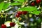 Red ripe bright cherries on green branches on a sunny day