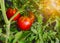 Red ripe celebrity tomatoes growing in greenhouse