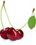 Red ripe cherries with stem & leaves.