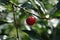 A red ripe cherry on a branch.