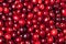 Red Ripe Cranberry