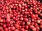 Red ripe cranberry , Lithuania