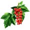Red ripe currant with green leaves isolated, watercolor illustration