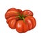 Red ripe fleshy tomato. Digital illustration on a white background
