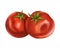 Red ripe fleshy tomato. Digital illustration on a white background