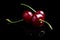 Red ripe fresh cherries in drops of water close up. Cherry background. Berry pattern and texture. Food background