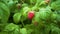 Red Ripe Garden Raspberries in Green Leaves.