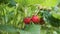 Red Ripe Garden Strawberries in Green Leaves. Organic Agricultural Industry.