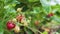 Red Ripe Garden Strawberries in Green Leaves. Organic Agricultural Industry.
