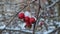 Red ripe hawthorn berries on the bush covered with snow. Closeup natural healthy fruits. Winter season in the forest