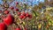 Red ripe hawthorn berries growing on the bush in the forest. Closeup natural healthy fruits. Autumn season in the woods