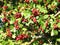 Red ripe hawthorn berries on tree branch, Lithuania