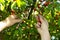 Red ripe heart cherries hanging on the branch of a cherry tree, surrounded by green leaves and other cherries in the background