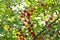 Red ripe heart cherries hanging on the branch of a cherry tree, surrounded by green leaves and other cherries in the background